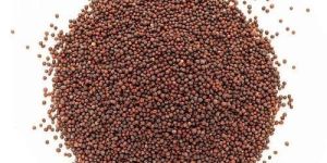Brown Mustard Seeds