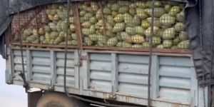 Banganapalli Mangoes