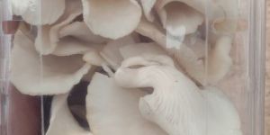 Fresh Organic Oyster Mushroom