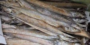 valaikaruvadu ribbon fish