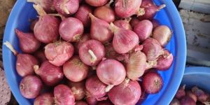 Fresh Red Onion