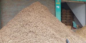 sanvikha organics turmeric finger