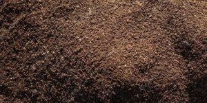Organic Cow Manure
