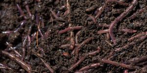 Organic cow Vermicompost