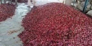 Guntur Red Chilli