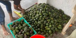 South African Maluma Avocado