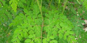 Moringa Plants