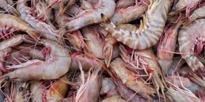 Sea Prawn