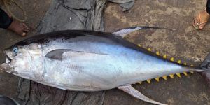 Fresh Tuna Fish