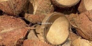 Coconut Shell