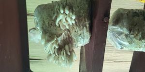 Fresh Oyster Mushroom