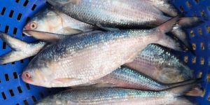 hilsa ilisha fish
