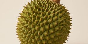 Durian Fruit