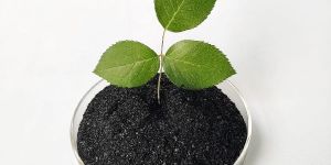 Seaweed Extract Fertilizers