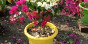 Bougainvillea Plant