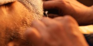 Beard Styling Service