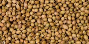 Coriander Seeds