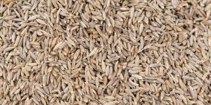 Cumin Seeds