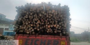 Eucalyptus Wood Logs