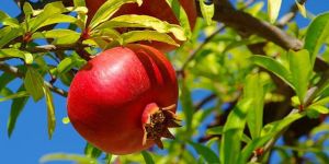 Pomegranate
