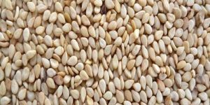 Natural Sesame Seeds