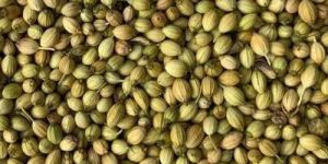 Scooter Grade Coriander Seeds