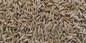 Singapore Quality Cumin Seeds