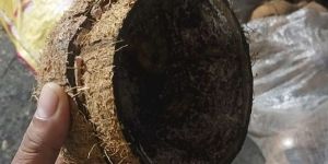 Coconut Shell