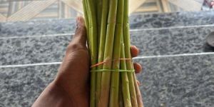 Asparagus