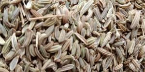 Organic Fennel Seeds