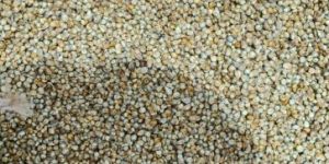 Organic Pearl Millet