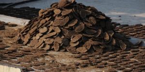 Cow Dung Uple