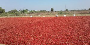 Dried Chillies