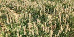 Isabgol Psyllium Husk