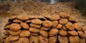 Royal Brown Cow Dung Cake