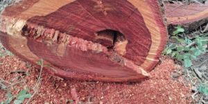 Red Sandalwood Logs