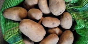 A Grade Golden Dimond Sugar Free Potatoes