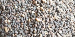 Dried Babchi Seed