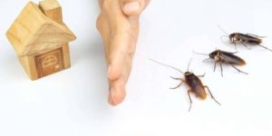Cockroach Control Services