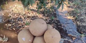 Sapota Fruit