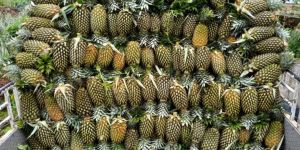 Fresh Pineapple