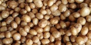 Fresh Potato