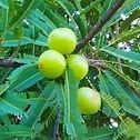 Organic Amla