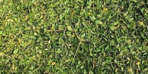 Dried Moringa Leaves