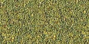 Yellow-Green Millet