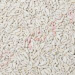 White Sweet Mint Fennel Seeds