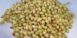 Coriander Seeds