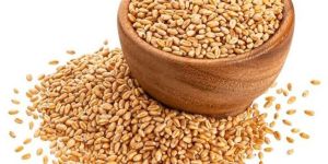 Wheat Seeds