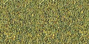 Yellow Green Millet