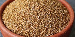 Kodo Millet Seed